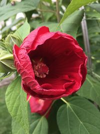 Close-up of red rose flower