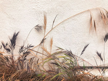 Close-up of feather on wall