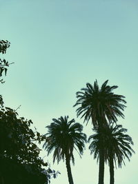 Low angle view of silhouette palm trees against clear sky