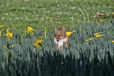 Portrait of cat amidst yellow flowers on field