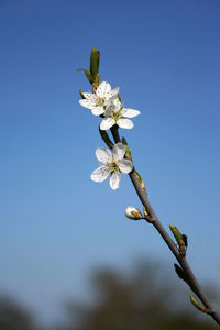 Low angle view of white flowers blooming against clear blue sky