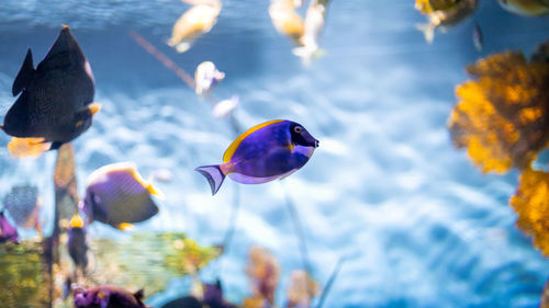 Close-up of fish swimming in sea