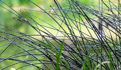 Full frame shot of plants