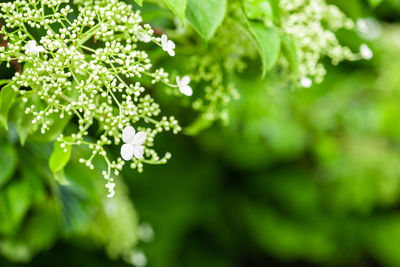 Close-up of flowering plant leaves