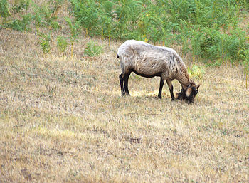 Side view of elephant on field