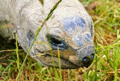 Close-up of turtle on field