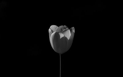Close-up of heart shape over black background