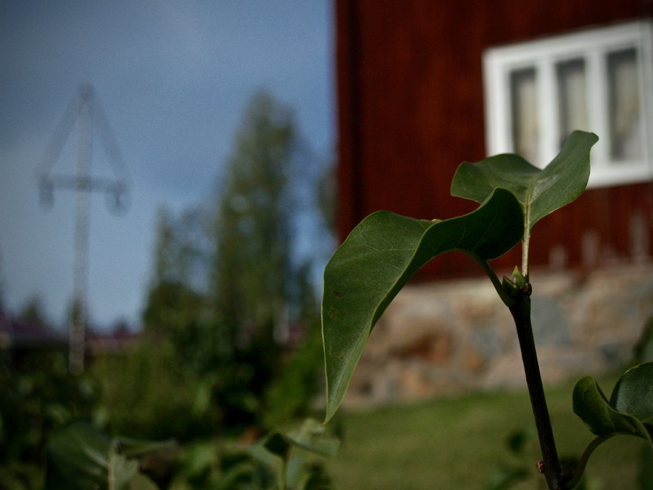 CLOSE-UP OF FLOWERING PLANTS