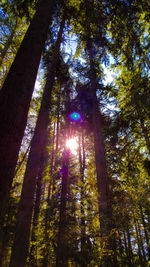 Sun shining through trees