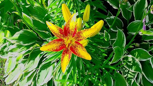 Close-up of yellow flower