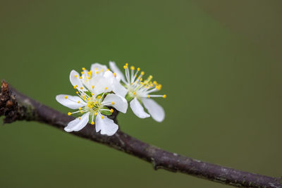 Close-up of white flowering plant