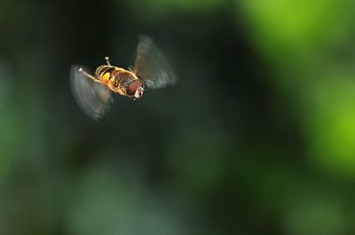 Close-up of bee flying in mid-air