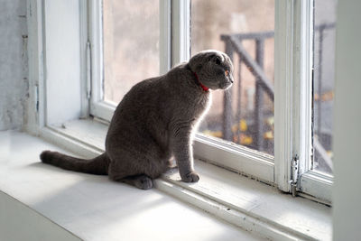 Black cat sitting on window sill