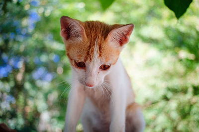 Close-up portrait of a kitten