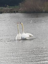 Swan floating on lake