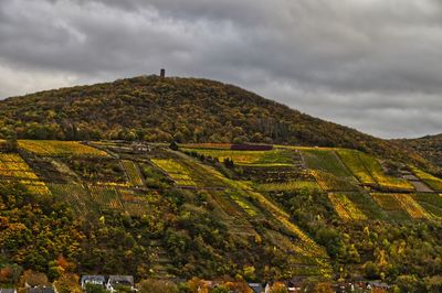 Herbstliche weinberge im ahrtal 