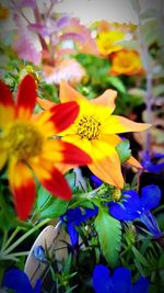 Close-up of yellow flowering plant in park