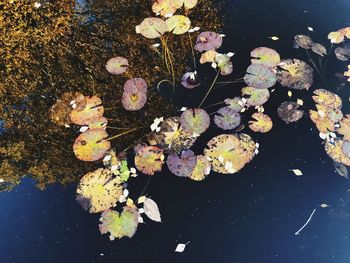 High angle view of water lily amidst leaves in lake