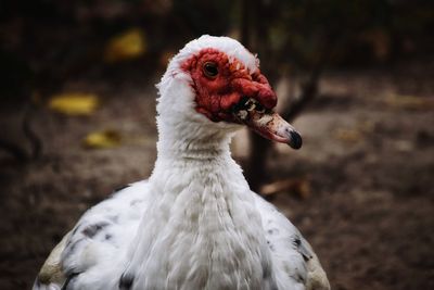 Close-up of bird