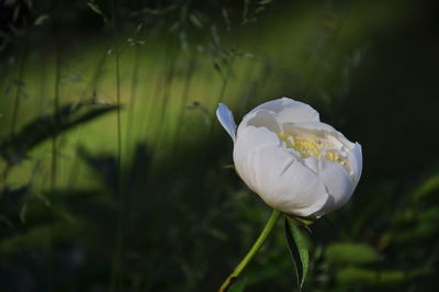 Close-up of white flowering plant