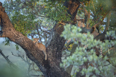 Leopard and cub sitting on tree trunk