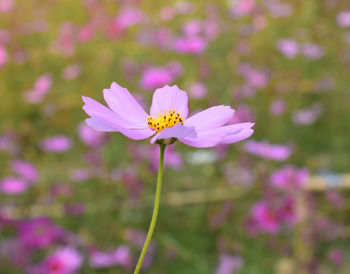 Close-up of cosmos flowering plant
