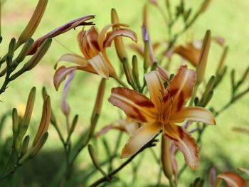 Close-up of yellow lilies