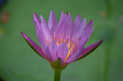 Close-up of purple water lily