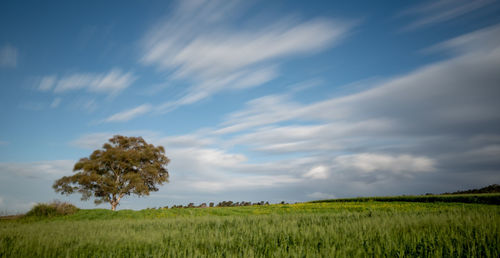 Lonely tree in the green agriculture field and moving clouds. longexposure landscape