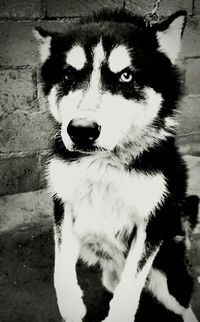 Close-up portrait of dog