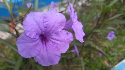 Close-up of purple flower blooming outdoors