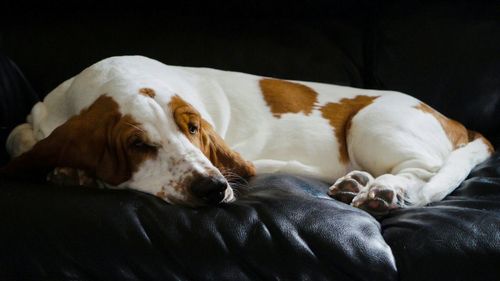 Close-up of dog sleeping on sofa