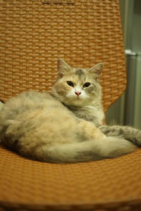 Close-up portrait of a cat