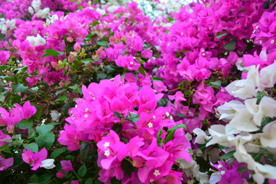 Full frame shot of pink flowers blooming outdoors