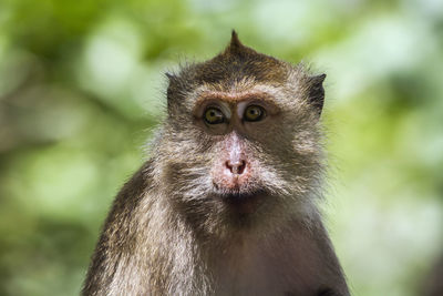 Close-up portrait of a monkey