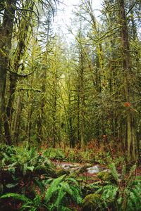 Plants and trees in forest