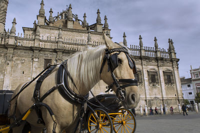 Horse carriage in front of historic building