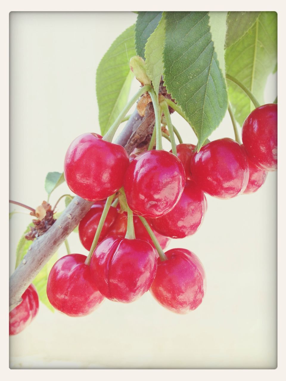 fruit, food and drink, red, food, freshness, healthy eating, transfer print, close-up, ripe, berry fruit, auto post production filter, indoors, strawberry, growth, leaf, still life, stem, cherry, no people, berry