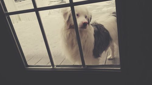 Close-up of dog looking through window