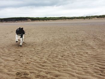 Dog on beach
