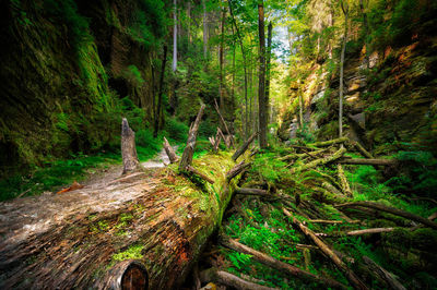 Dirt road amidst trees in forest