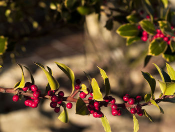 Close-up of berries on tree