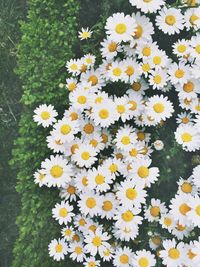 Close-up of white daisy flowers