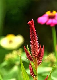 Close-up of red flowering plant