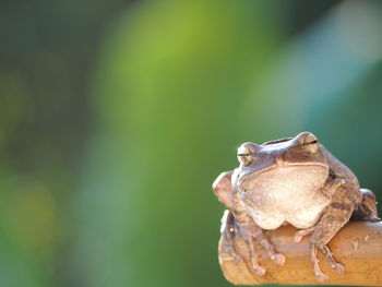 Close-up of frog