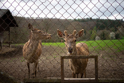 Portrait of deer in cage