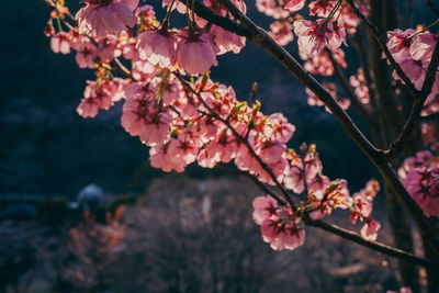 Close-up of pink cherry blossoms in spring