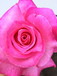 Close-up of pink rose
