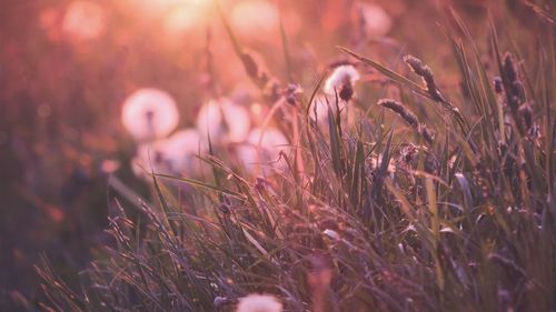 Close-up of grass