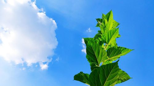 Low angle view of leaves against blue sky